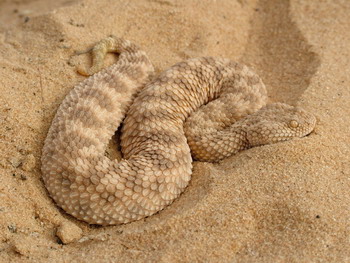 gasperettii4.jpg